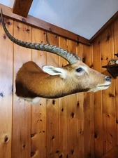 African Lechwe taxidermy mount