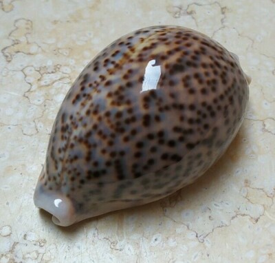F cypraea pantherina GEM 84mm F++++ color super natural glossy red sea shell