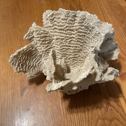 Vintage Wavy Large Branch White Coral ~ 7” Tall X 9” Wide. Natural Art. EXC