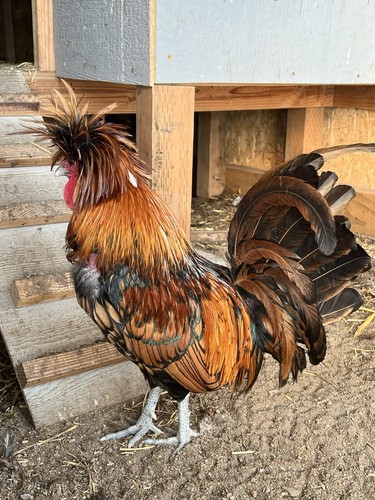 8 Eggs Mix of White Crested Black, Golden, Silver Lace Polish Chicken Hatching