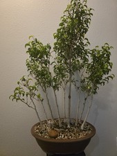 Bonsai Forest Ficus Too Little Forest Trees Have Been Together In For A While