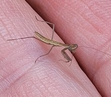 Chinese Praying Mantis Egg Pods With Hatching Bag. 2025 Fall Harvest