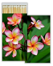 Pink Plumeria Set of 6 Large Matchboxes with Wooden Matches