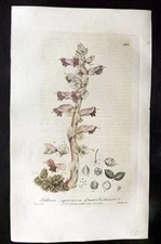Baxter 1840 Hand Col Botanical Print. Greater Toothwort 365