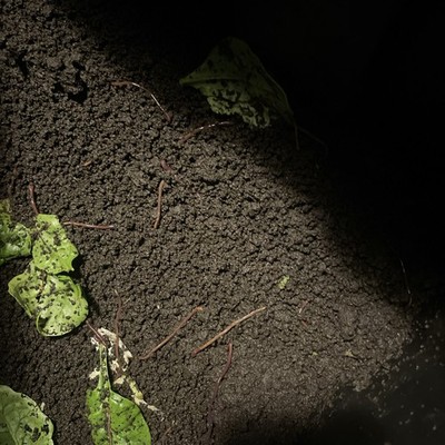 Organic Worm Castings Enhanced Nutrient Rich Soil for Houseplants & Veggies 1 Lb