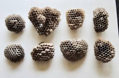 Lot of 8 Paper Wasp Nests