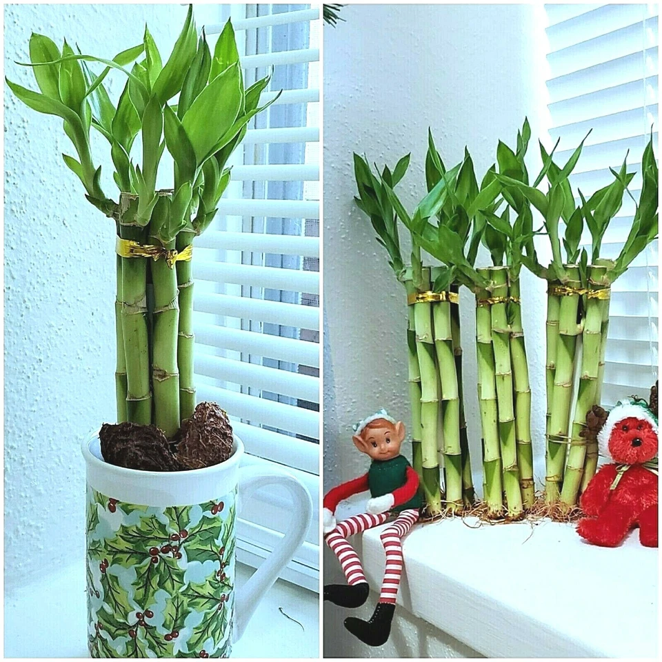 6 plantas de bambú de la suerte, 8 pulgadas, regalo, Feng Shui, planta de interior todo el año Foto 2 de 4