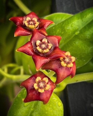 Hoya Madulidii Sp Papua Rare Tropical Wax Plant