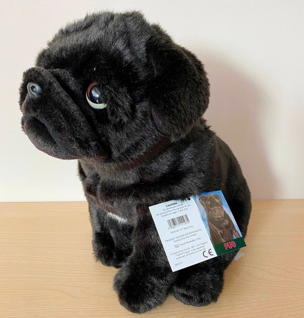 teddy pugs for sale