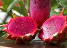 50+ Red Dragon Fruit Seeds (Pitahaya hylocereus) Red Pitaya ~Fruit Free Shipping