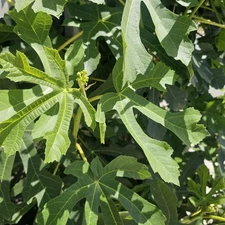 Fresh Fig Leaves, Organic Ficus Carica, Anjeel Phal,Anjeer Leaf, Herbal tea 10pc