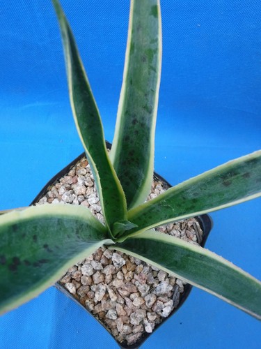 Mangave "Kaleidoscope" VARIEGATED Manfreda x Agave Succulent STARTER PLANT 5"+ - Picture 4 of 12