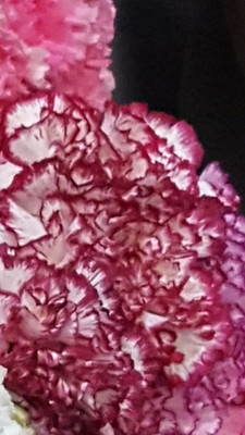 GIANT STRIPED CARNATION improved 85 Seeds - Seeds