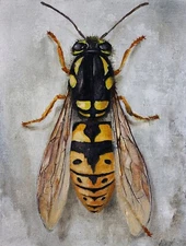 Wasp Oil Paintings Original Nature's Delightful Art small 5 x 7 in