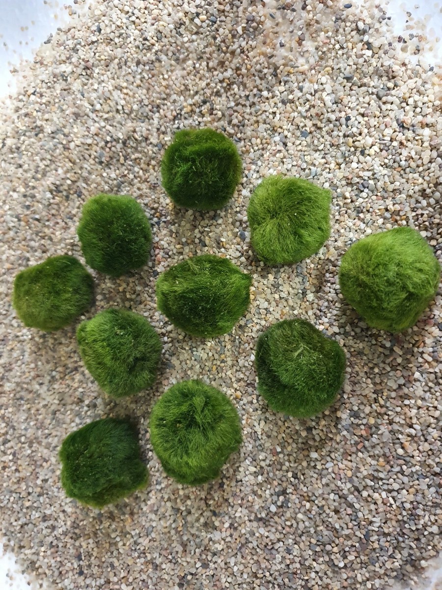 Deko Moos Knstlich Sahawa Marimo Mooskugeln 15 Stck 1-2 Cm | Echte  Mooskugeln Aquatic Arts