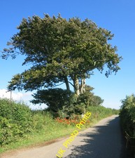 Photo 6x4 A Lane, A Tree and Some Flowers Harbourneford The windswept tre c2016