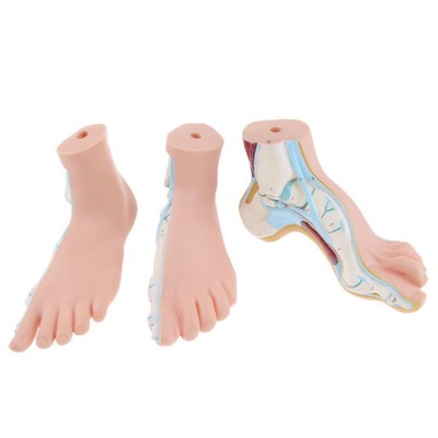 3-teiliges Set 1: 1 Lifesize Human Normal Flat Arch Anatomical Model