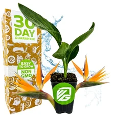 Orange Bird of Paradise - Strelitzia reginae - Wellspring Gardens Live Plant