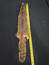 Red Fox Squirrel Skin Pelt Hair Taxidermy Fly Fishing Tying Dubbing