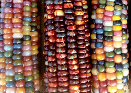 Glass Gem 100 Seeds Heirloom Indian Corn Rainbow Native Cherokee Organic Non GMO