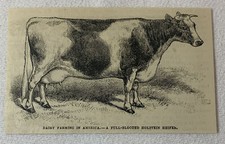 1880 magazine engraving ~ FULL BLOODED HOLSTEIN HEIFER cow