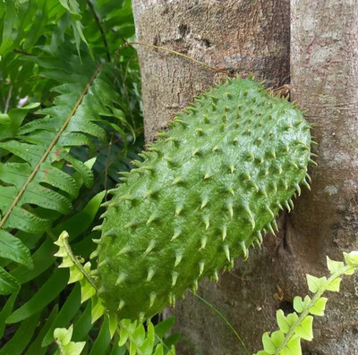 100+ Miami Soursop Seedss (Annona muricata) Sweet Soursop