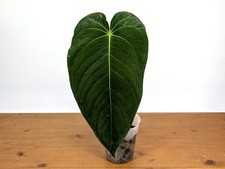Anthurium Waterburyanum - Velvet Leaf Anthurium