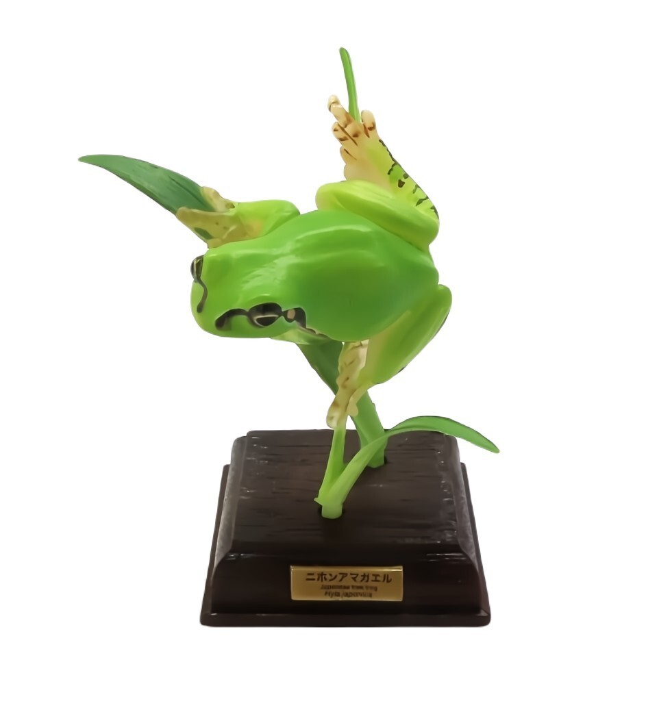 CAPCOM - frog Samurai Blue Pacman Frog For Sale - Imperial Reptiles