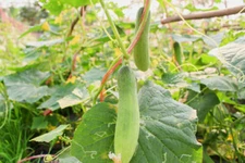 Cucumber Asian Sweet - A Crisp & Sweet Cucumber Variety from South-East Asia