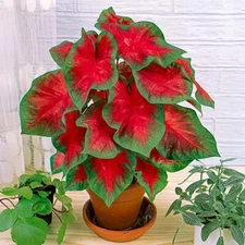 2  JOHN PEED Jumbo Caladium Bulbs - NEW Grows Larger Than Most - SPRING SHIPPING