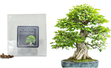 30 Korean Hornbeam Bonsai Seeds | Grow Your Own Bonsai