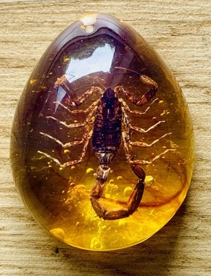 Polybern (Amber) Variety with Inclusion Scorpion 250 Million BC - Image 1 of 4