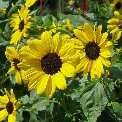 SUNFLOWER - PICCOLO ( STELLA)  -  700 FINEST SEEDS - BULK
