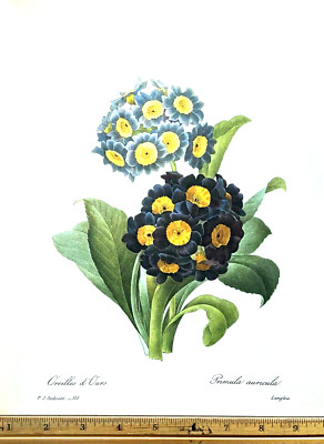 Redoute Flowers #110 PRIMULA AURICULA Bear's Ear BOTANICAL ART BK PLATE SUPERB!