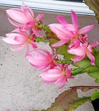 Rare Orchid Cactus German Empress Epiphyllum Rooted Live Plant 6"+ Ready to Grow