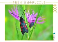 Calvendo Puzzle Flockenblume Und Widderchen 2000 Teile Puzzle Quer | 2000 Teile