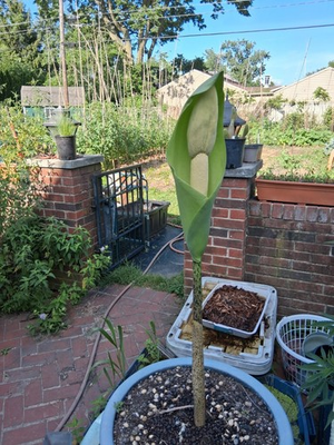 #ad #ad Amorphophallus Krausei Giant Form #2 Rare Bulb Ready to Grow Now Hard to Find $54.99