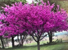 2 Eastern Redbud Trees ! 2 ft tall Beautiful Tree Live Tree purple pink blooms