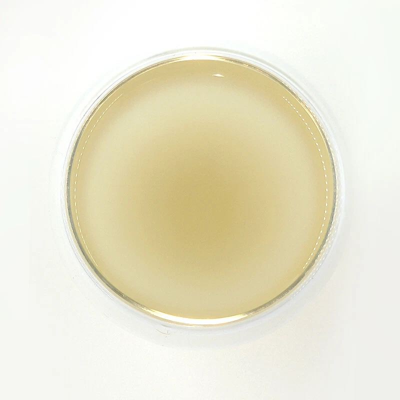 250 g de raíces de ginseng blanco en polvo Panax raíces de ginseng en polvo Bai Ren Shen Foto 3 de 3