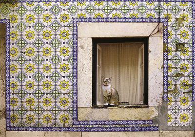 Ansichtskarte Portugal: Katze schaut aus dem Fenster, Campo de Ourique, Lissabon
