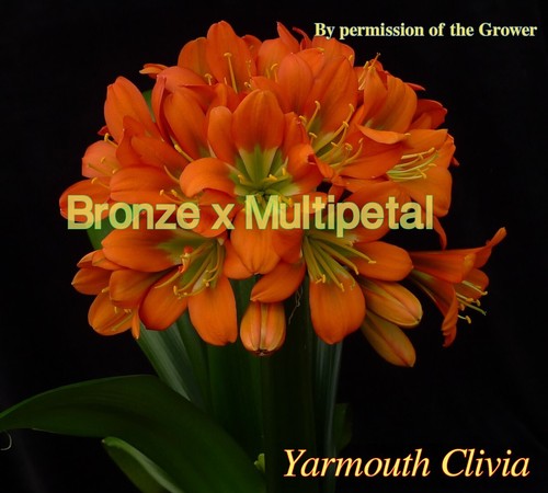 Clivia Sprouted Seed- Orange x Bronze - Picture 2 of 3