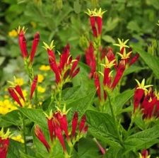 Indian Pink - Spigelia Marilandica Perennial Bare Root Live Garden Plant