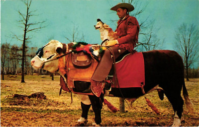 Beef Rider Carl Swanson Riding Bull Holding Dog Chrome Postcard 1964 | eBay