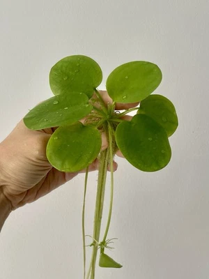 Limnobium Plante Flottante Verte Aquarium Plante Aquatique à Feuilles Rondes - Photo 1/4