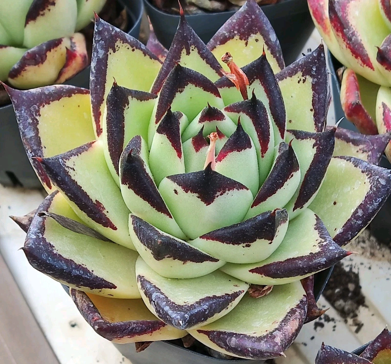 Echeveria Black Ebony nice Succulent plant 31
Opens in a new window or tab
