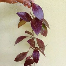 Hoya Benchaii rote Blätter kostenloser Pflanzenschutzversand DHL Express