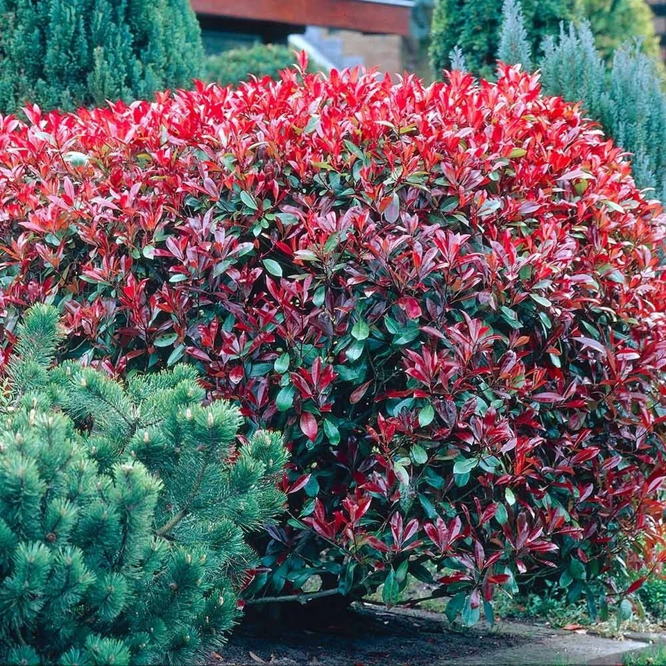 15 Semillas de Photinia Red Robin - Imagen 4 de 4