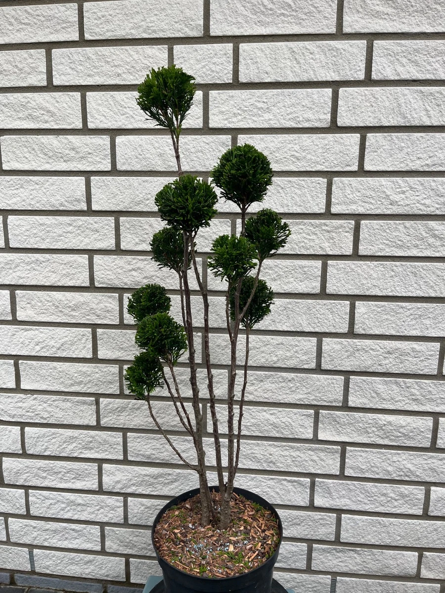 thuja smaragd 140-160 preisvergleich Lebensbaum Thuja occidentalis Smaragd 160-180 cm Höhe Ballenware main image 1