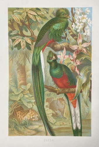 Original graphic fauna: Quetzal Pharomachrus mocinno rodent- graphic around 1900