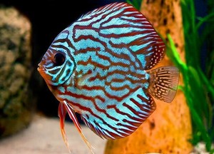 discus fish ebay